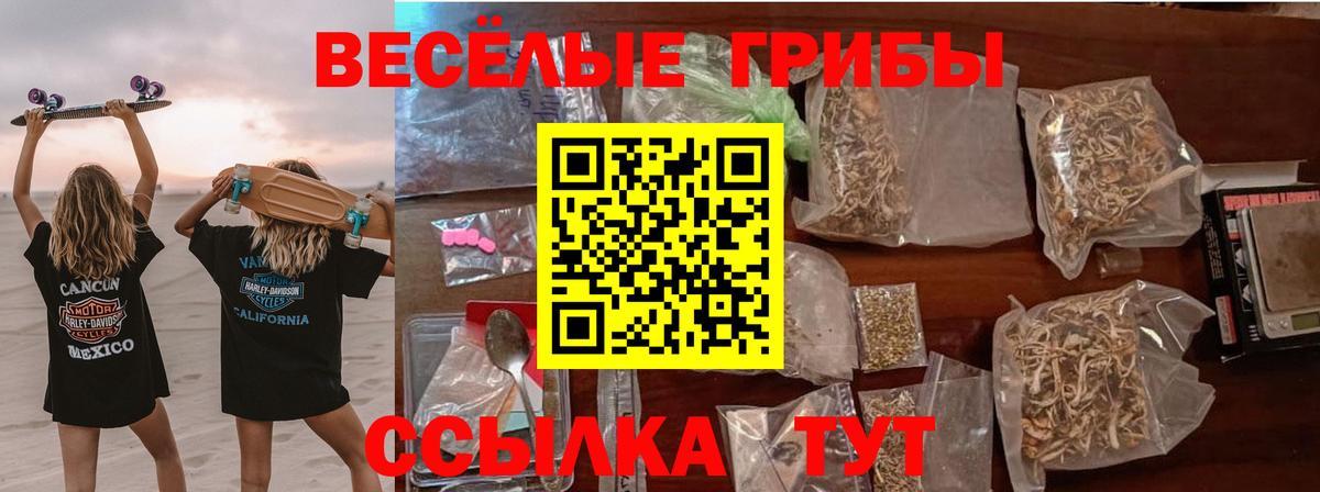Галлюциногенные грибы Psilocybe Апшеронск